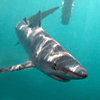 Shark Cage Diving in Cornwall with Blue Sharks