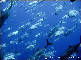 Jacks at Maria la Gorda, Cuba