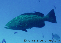 Nassau gouper at El Paraiso Perdido, Cuba dive site