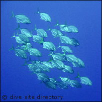 Jacks at El Paraiso Perdido, Cuba dive site