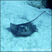 Stingray at El Paraiso Perdido, Cuba dive site