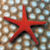 Star fish on the Great Barrier Reef, Australia