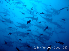 hammerheads in Cocos, Costa Rica - Courtesy of Rik Vercoe