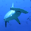 hammerhead in Cocos, Costa Rica