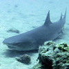 White tip reef shark in Costa Rica