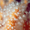 Dead man's fingers in the Scilly Isles