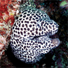 Honeycomb Moray in South Ari Atoll, Maldives - courtesy of Anna Wright