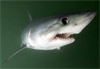 Porbeagle shark