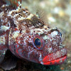 Fish in the Algarve, Portugal