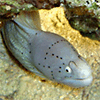 Grey moray at Arba Erg, Safaga