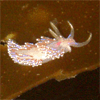 Nudibranch in Skye