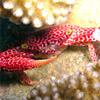 Coral crab in nthe Seychelles