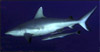 Grey reef shark in Sudan