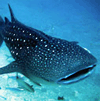 Whale shark in Ko Lanta, Thailand