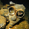 Gas mask on the Unkai Maru 6